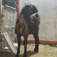 ۴راس مال تمیزداشتی