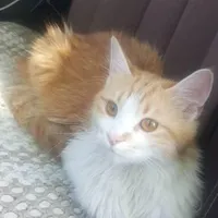 گربه خیلی خوشگل و آروم با پنج تا بچه
