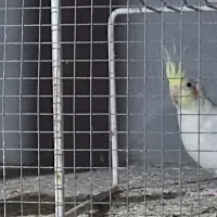 عروس هلندی|پرنده|زاویه, |دیوار