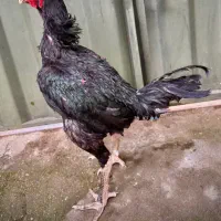 جوجه مرغ خروس لاری اوشامو برزیلی انگلیسی