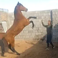 کره اسب نریون