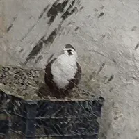 یک عدد نر کله سفید