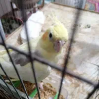 عروس هلندی|پرنده|بوشهر, |دیوار