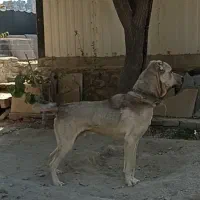 سگ سرابی 1ساله