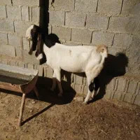 بز افغانی گناوه|حیوانات مزرعه|بندر گناوه, |دیوار