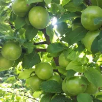 نهال انواع میوه اصلاح شده لیبل‌دار|خدمات باغبانی و درختکاری|سراب, |دیوار