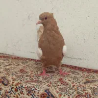 سینه زرد ماده|پرنده|شیراز, نصر|دیوار