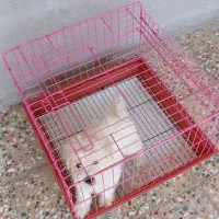 سگ پاکوتاه