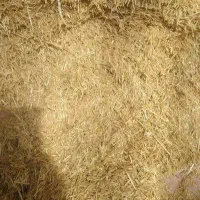 کاه دیم ۱تن ۵۰۰ کیلو