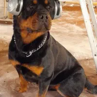 روتوایلر تیپ اروپایی