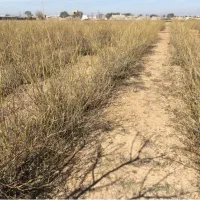 عرضه وفروش پاجوش گل محمدی ریشه لخت|خدمات باغبانی و درختکاری|نیشابور, دربقاضی|دیوار