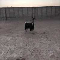 نربز عربی جلو رو