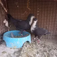 کفتر