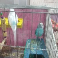 مرغ عشق سالم نر و ماده|پرنده|پارس‌آباد, |دیوار