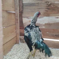 جوجه خروس لاری