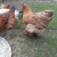 فروش مرغ امپراتور|حیوانات مزرعه|شاندرمن, |دیوار