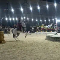 اسب سیلمی عرب مصری