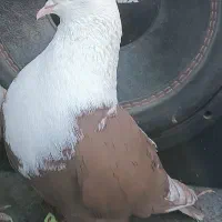 کفتر نر کربلایی کله سفید