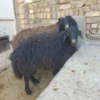 دوبور یا نربز و بره|حیوانات مزرعه|قم, پردیسان|دیوار