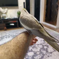 عروس هلندی نر دوماهه|پرنده|رشت, کوی مهر|دیوار