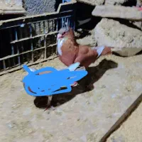 کبوترگلی پلنگ