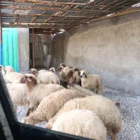 گوسفند ‌گوشتی وپروار سحیح وسالم