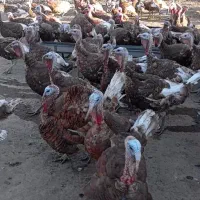 فروش 100عدد بوقلمون محلی