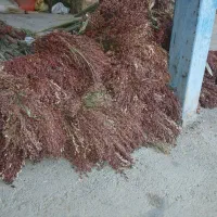 جارو درجه یک|لوازم نظافت|الشتر, |دیوار