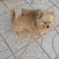 واگذاری سگ|سگ|تربت جام, خیرآباد|دیوار