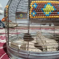 سهره خاکی|خزنده|کرمانشاه, |دیوار