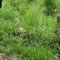 کارگر ساده اتباع