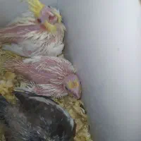 جوجه سرلاکی لوتینو چشم شرابی