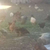 جوجه 4 ماهه از کلاغ گربه گیر گرفته شده واکسن زده
