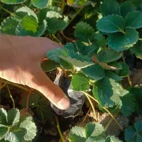 فروش نشاء توت فرنگی|خدمات باغبانی و درختکاری|مریوان, |دیوار