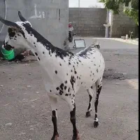 صلاله گلتوپی