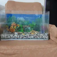 آکواریوم شیشه خم|ماهی|پرند, فاز ۲|دیوار