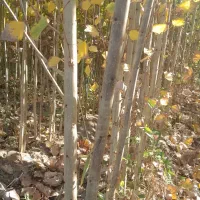 فروش صنوبر تبریزی|خدمات باغبانی و درختکاری|فیروزآباد (آذربایجان), |دیوار