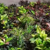 فروش فوری گل طبیعی