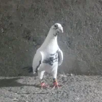 باسلام یک عدد ابلغ خوشکل نر