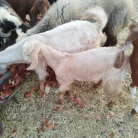 کهره ماده عدانی هل