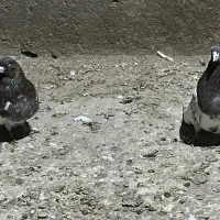 پدر و پسر|پرنده|میانه, |دیوار