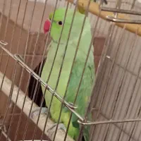 طوطی ملنگو|پرنده|زنجان, |دیوار