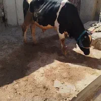 گوساله نر