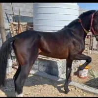 اسب عرب اصیل شناسنامه دار
