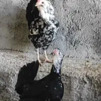 مرغ و خروس گلین