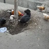 مرغ و خروس|حیوانات مزرعه|تهران, استقلال|دیوار