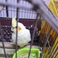 عروس هلندی لیتونیو سالم و سرحال