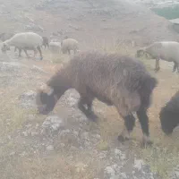 میش