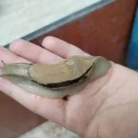 حلزون آفریقای از کوچک تا بزرگ