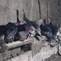 بوقلمون|حیوانات مزرعه|هشتگرد, شهرک دانش|دیوار